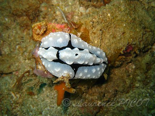 Phillidiopsis shireenae.JPG - Philippines îles Calamian